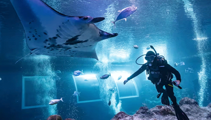 Open Ocean Dive