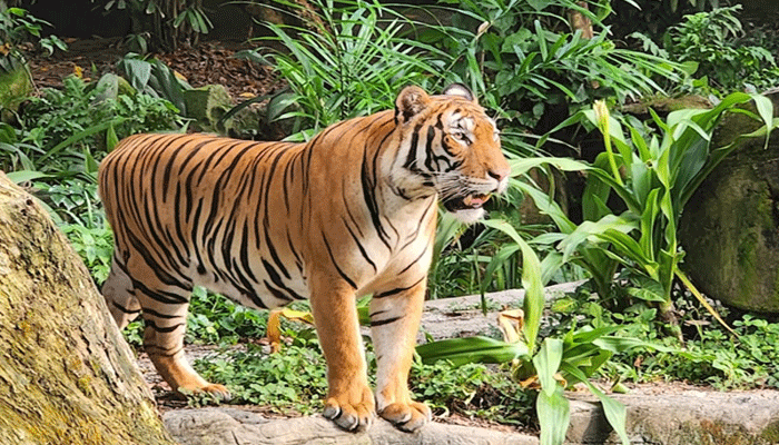 aktivitas di Singapore Zoo