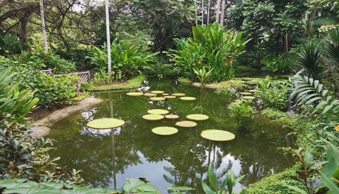 Ginger Garden
