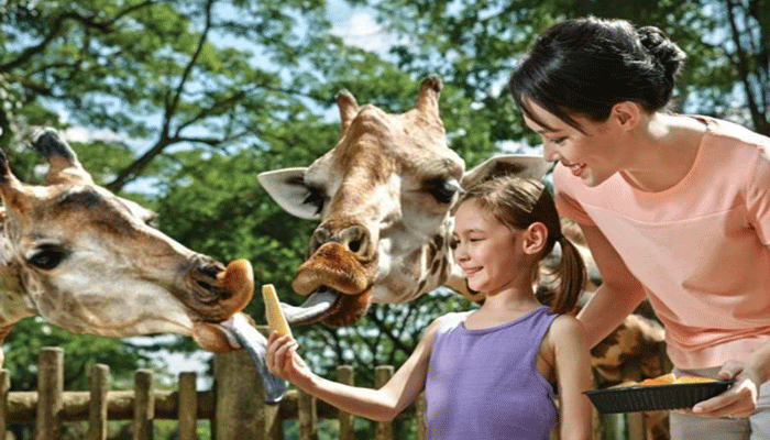 memberi makan satwa di Singapore Zoo