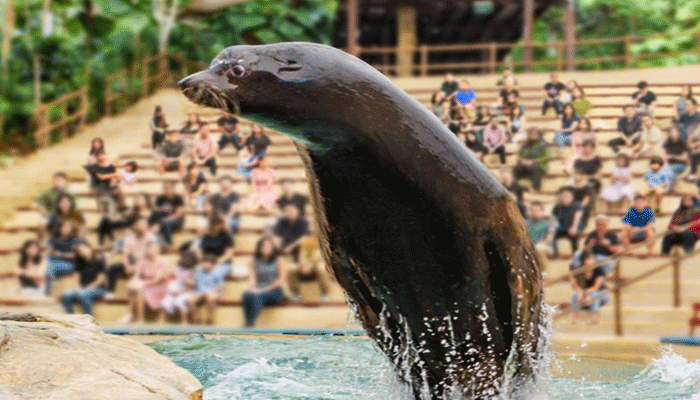menonton atraksi satwa di Singapore Zoo