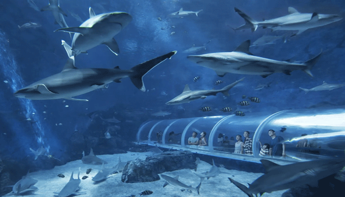 zona di S.E.A. Aquarium