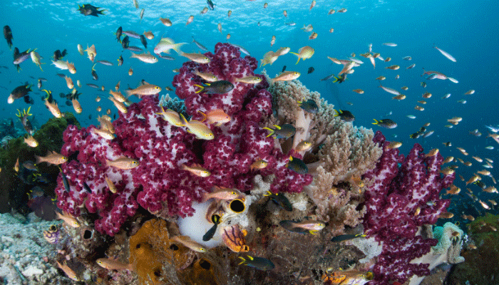 Keistimewaan Laut Raja Ampat