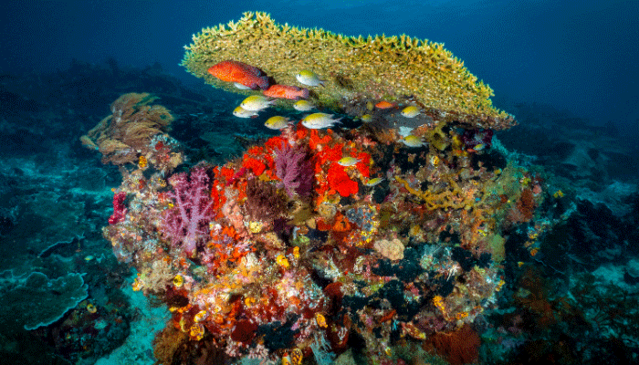 Spot Menyelam Terbaik di Raja Ampat