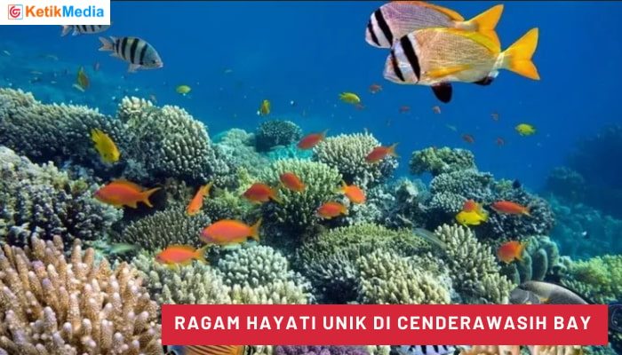 Ragam Hayati Unik di Cenderawasih Bay