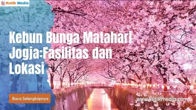 4 Kebun Bunga Matahari Jogja Yang Indah dan Populer
