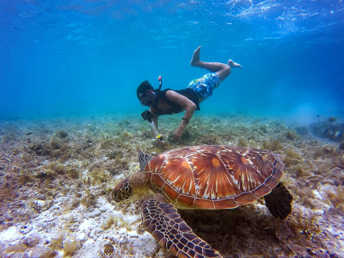 pantai jogja snorkeling