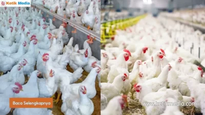 Waspada Bagi Peternak Pemula! Begini Cara Menghindari Penyakit Ayam Broiler