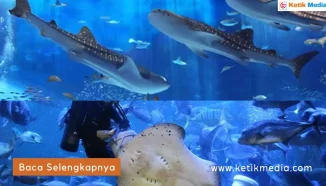 Sea World Ancol: Sejarah, Daya Tarik, dan Harga Tiket Masuk