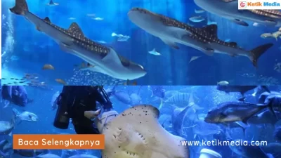Sea World Ancol: Sejarah, Daya Tarik, dan Harga Tiket Masuk