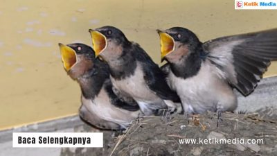 Burung Walet