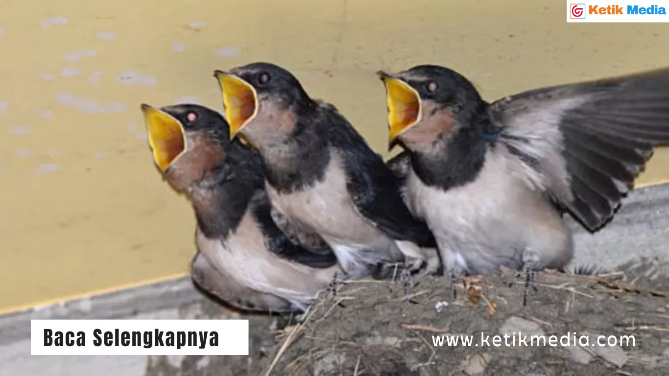 Burung Walet