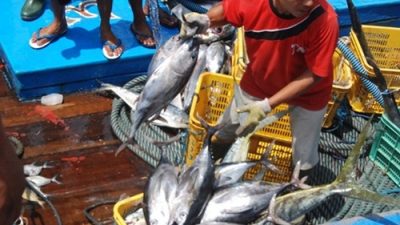 3 Strategi PemProv SulSel Kendalikan Harga Ikan Ketika La Nila