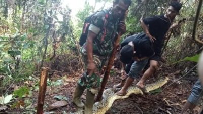6 Fakta Ular Piton 8 Meter di Luwu, Telan Sariati