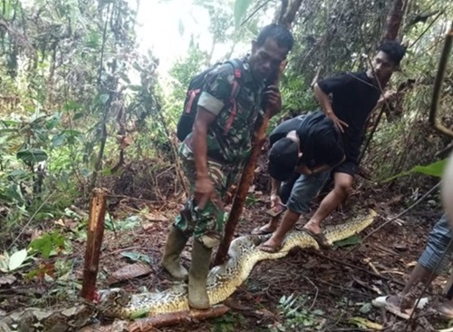 ular piton 8 meter