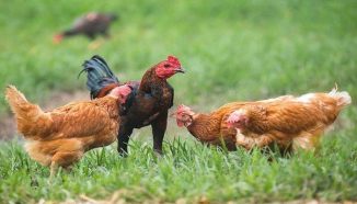 Kiat Sukses Ternak Ayam Kampung Modern yang Bisa Dilakukan