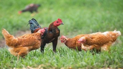 Kiat Sukses Ternak Ayam Kampung Modern yang Bisa Dilakukan