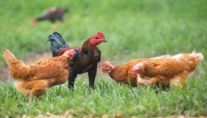 ternak ayam kampung