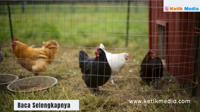 ternak ayam modal 1 juta
