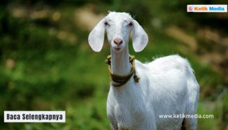 Kandungan Gizi Daging Kambing, Informasi Lengkap!