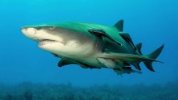 WN AS Hilang di Sulteng, Ditemukan di Perut Hiu