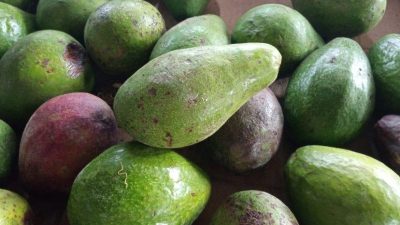 5 Cara Memilih Alpukat Yang Bagus dan Cara Mudah Mengolahnya