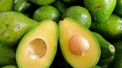 Karakteristik Buah Alpukat yang Matang Karakteristik Buah Alpukat