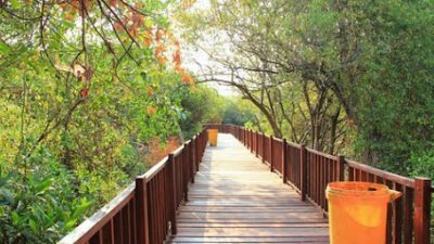 Ekowisata Mangrove