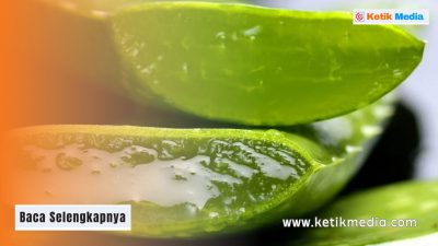 Lidah buaya hipertensi