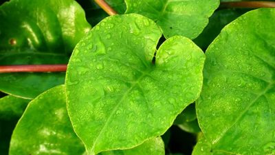 Manfaat Daun Binahong untuk Wajah dan Cara Penggunaannya