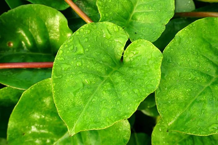 manfaat daun binahong