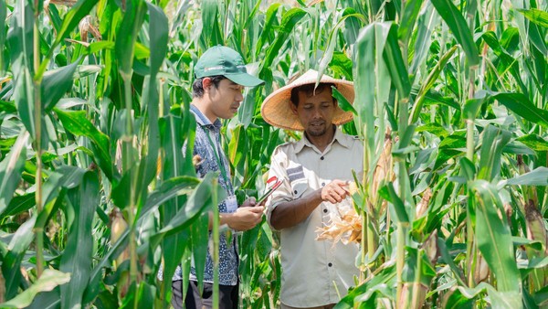 latihan soal penyuluh pertanian PPPK