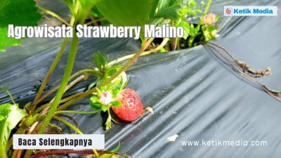 Tempat Wisata di Malino di Agrowisata Strawberry Malino
