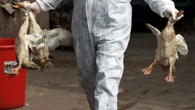 Dokter hewan flu burung