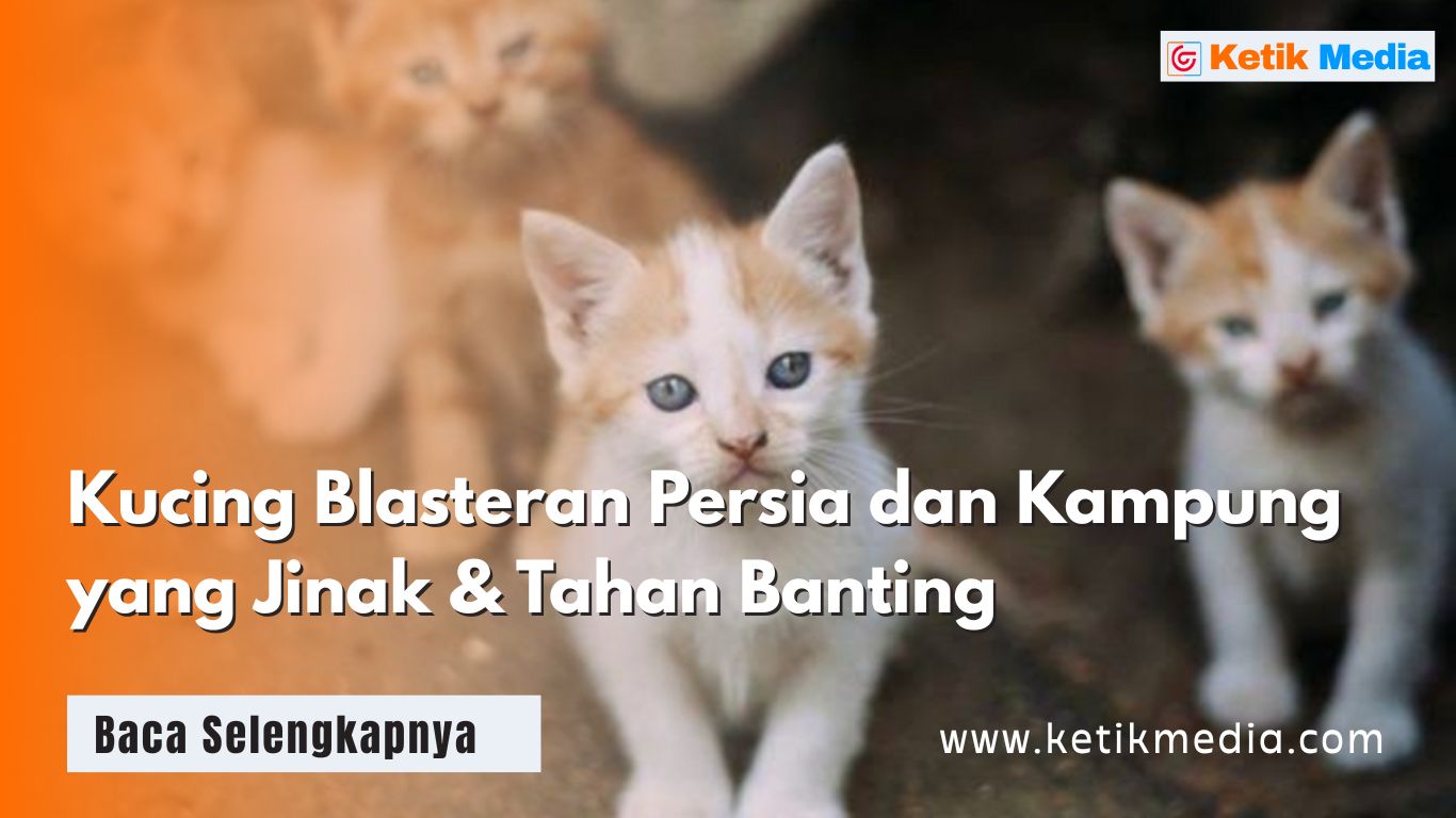Kucing Blasteran Persia dan Kampung yang Jinak & Tahan Banting