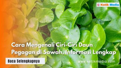 Cara Mengenali Ciri-Ciri Daun Pegagan di Sawah, Informasi Lengkap