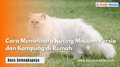 Ciri dan Karakter Kucing Mixdom Persia dan Kampung Lengkap