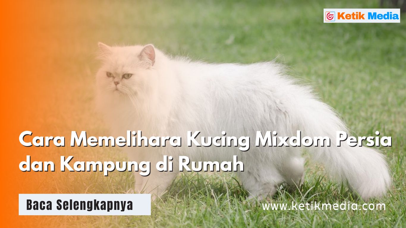 Cara Memelihara Kucing Mixdom Persia dan Kampung di Rumah
