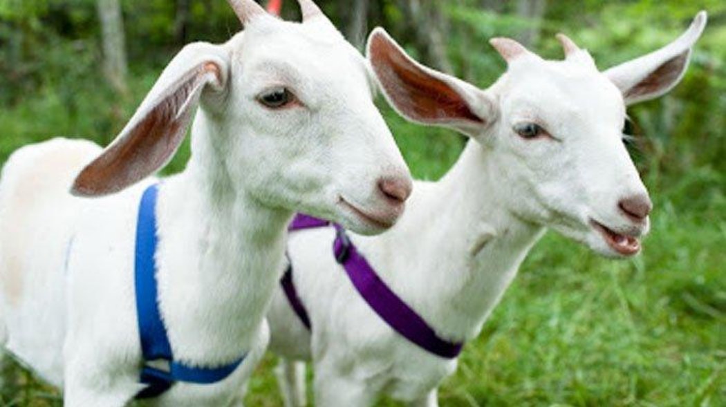 Aqiqah anak laki-laki berapa kambing