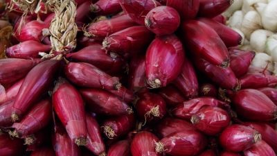 Khasiat Bawang Dayak Dan Cara Mengkonsumsi