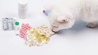 Vitamin Penambah Nafsu Makan Kucing