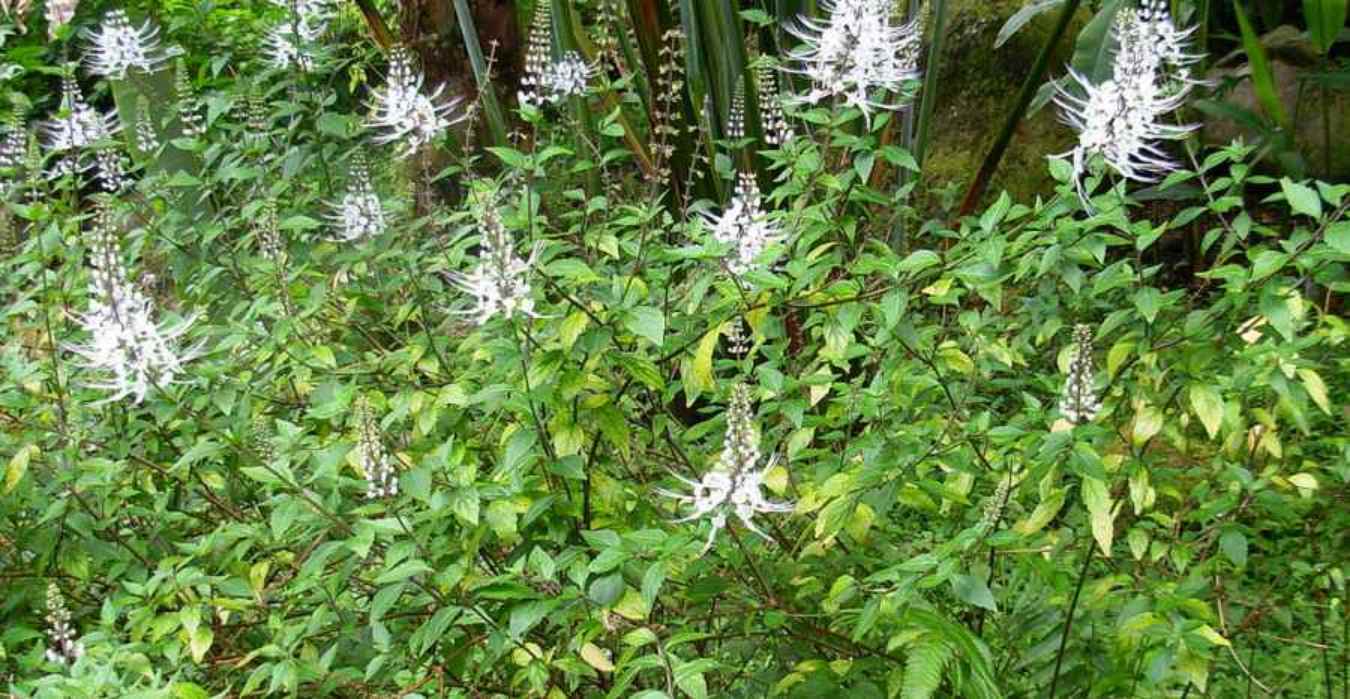Cara Mengolah Daun Pecah Beling dan Kumis Kucing yang Benar