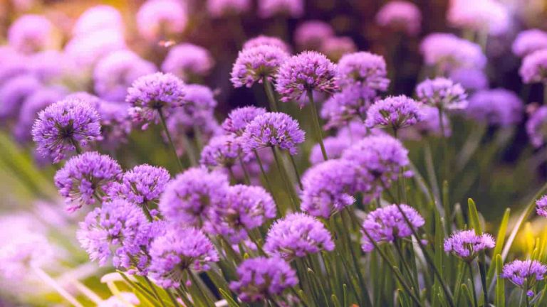 Ungu Campuran Warna Apa? Cek Cara Buat dan Aturannya