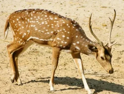 Nama Hewan dari Huruf A sampai Z, Bahasa Indonesia-Inggris