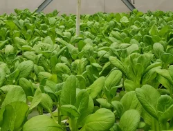 2 Cara Menyemai Bibit Sawi agar Tumbuh dan Tidak Kutilang