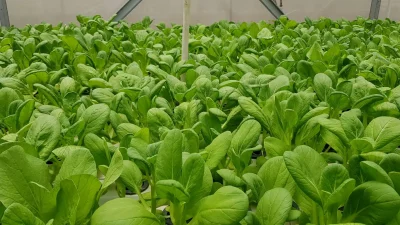 2 Cara Menyemai Bibit Sawi agar Tumbuh dan Tidak Kutilang