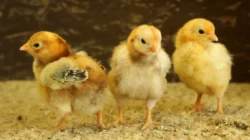 8 Pakan Alternatif Ayam Kampung Termurah dan Protein Tinggi