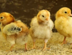 8 Pakan Alternatif Ayam Kampung Termurah dan Protein Tinggi