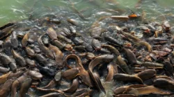 11 Pakan Alternatif Ikan Lele Protein Tinggi Pengganti Pelet
