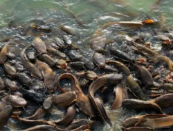 11 Pakan Alternatif Ikan Lele Protein Tinggi Pengganti Pelet